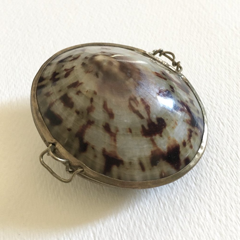 Vintage Seashell Limpet Pillbox Gold Tone Edging